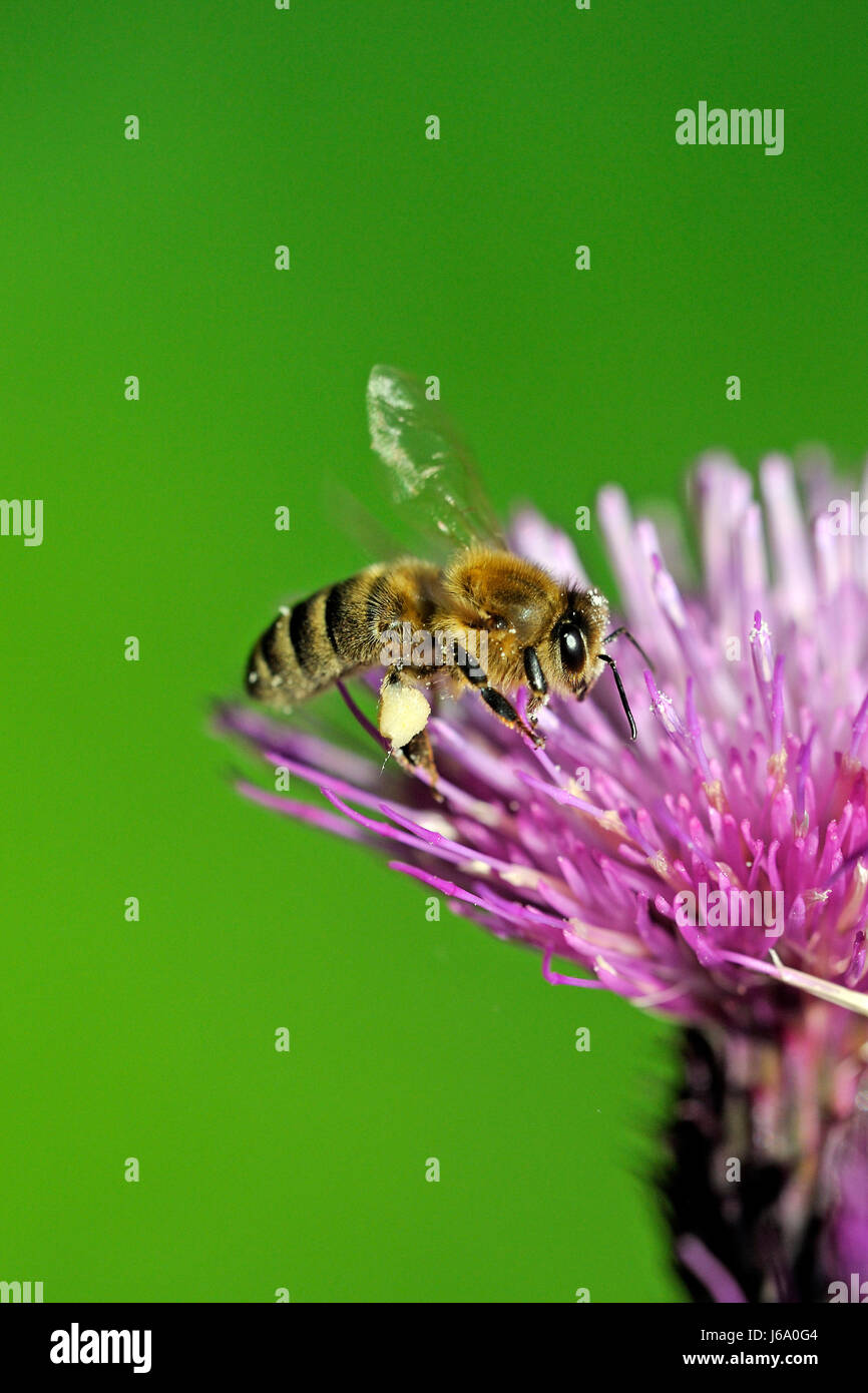 Abeille INSECTE abeille abeille insecte nectar jaune abeille Apis im flug un Banque D'Images