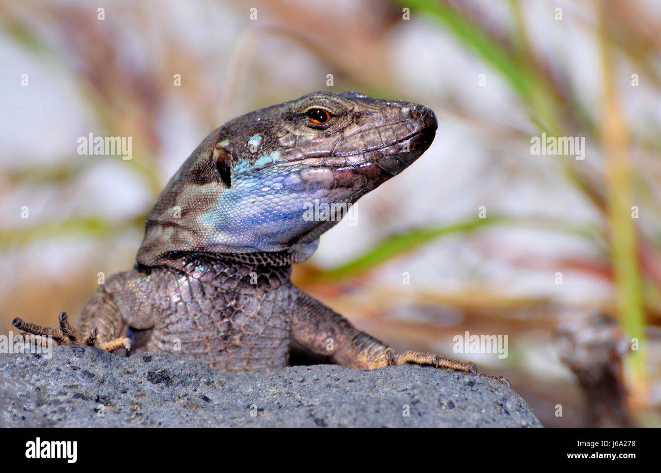 Lézard à la palma canaries 5 Banque D'Images