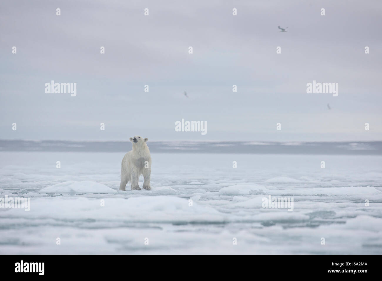 L'ours polaire (Ursus maritimus), Svalbard, Norvège Banque D'Images