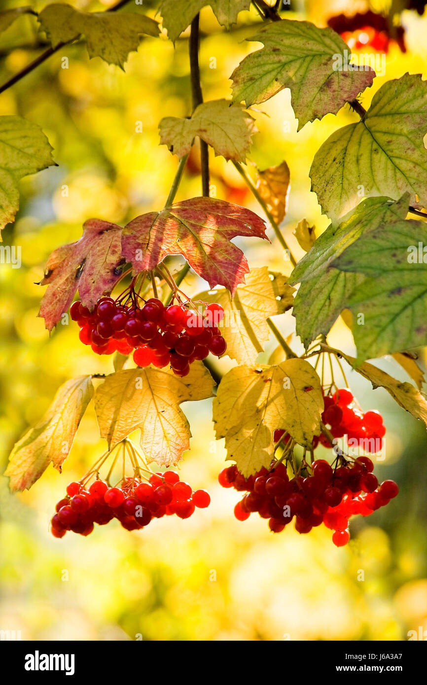 Arbre d'automne automne jaune rose fleur fleurs plantes feuilles asie européenne vierge Banque D'Images