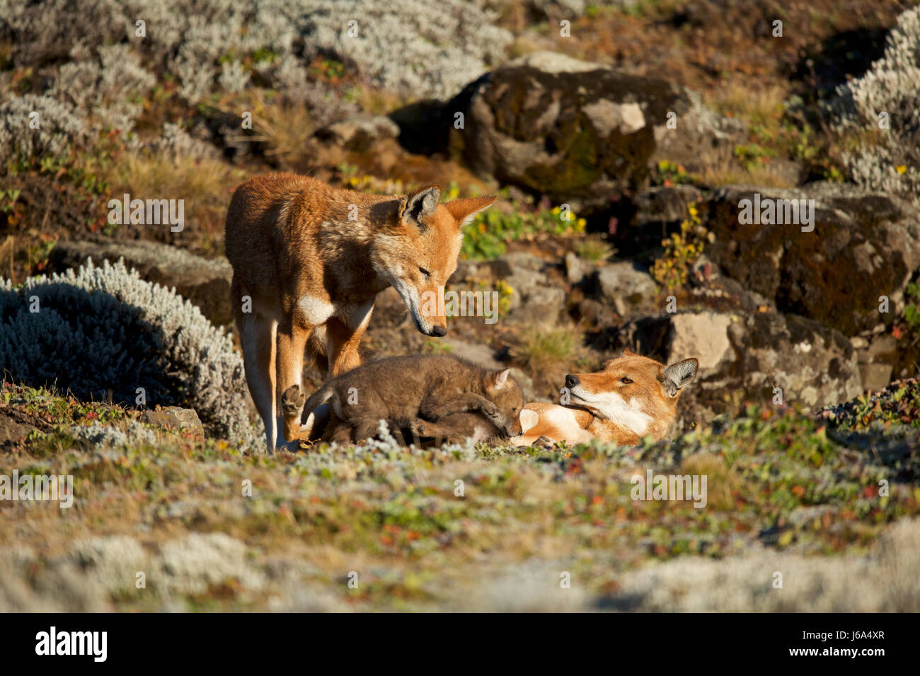 L'Afrique, l'Éthiopie, Bale Mountains National Park, la vallée du Web. Loup éthiopien. Canis simensis Banque D'Images