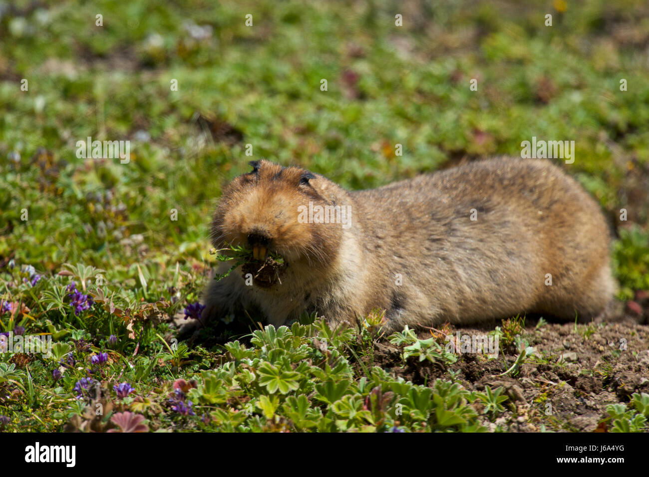 Endémique de la montagnes de balle en Ethiopie, le rat taupe géant est la proie de choix pour le loup éthiopien. Banque D'Images