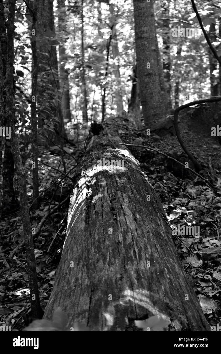 Tronc d’arbre Banque D'Images