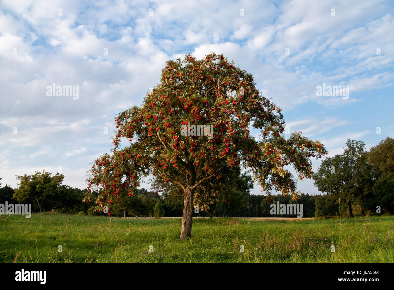 Rowan Banque D'Images