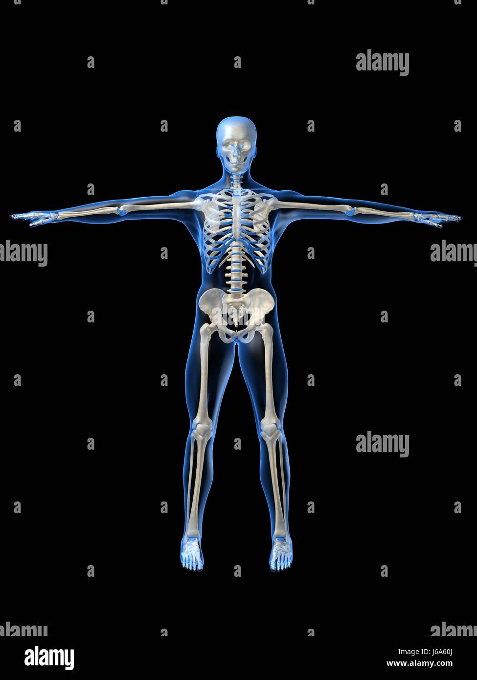 Les droits de l'homme squelette crâne rachis anatomie santé dos à des fins médicinales Banque D'Images