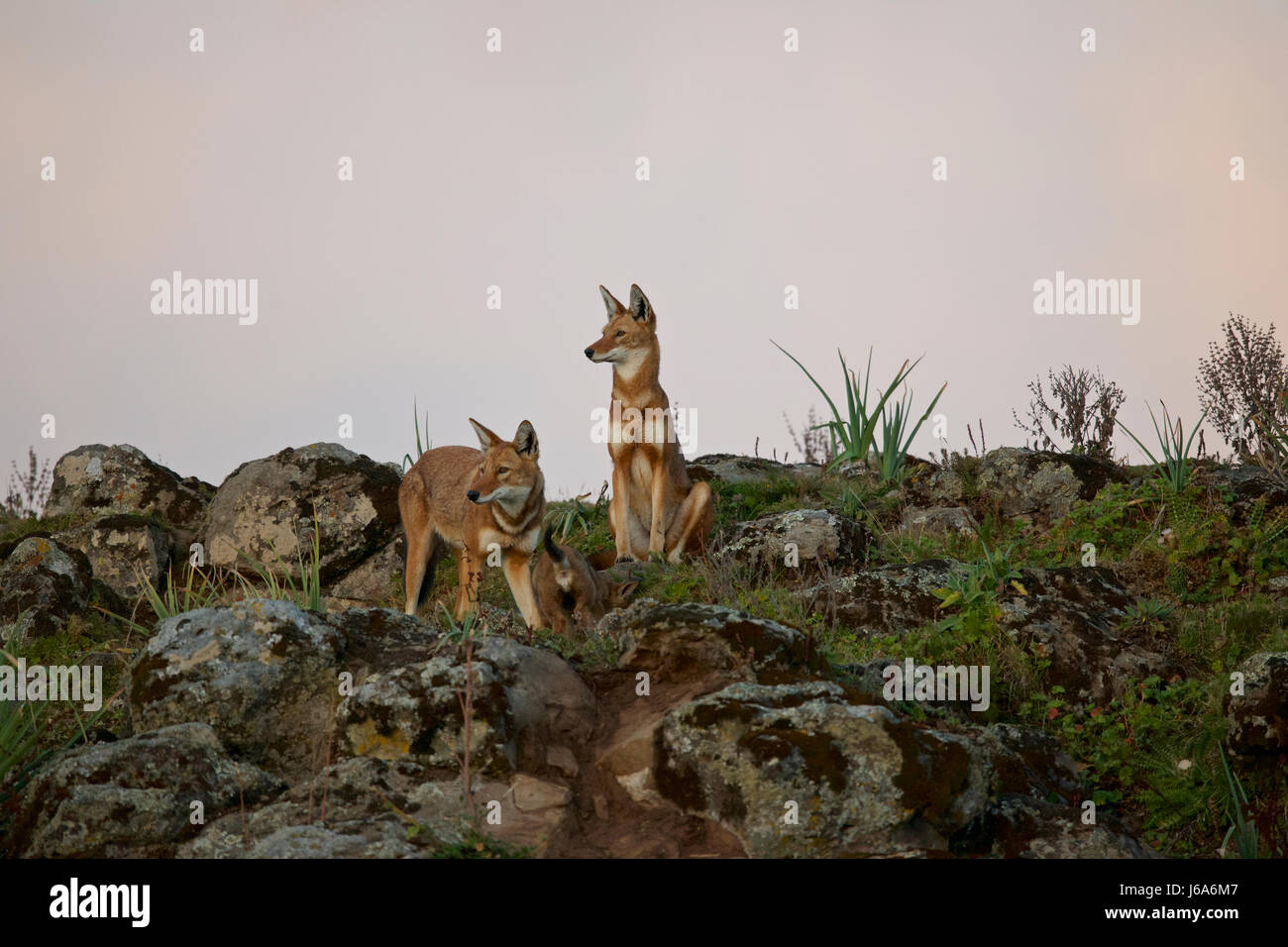 L'Afrique, l'Éthiopie, Bale Mountains National Park, la vallée du Web. Loup éthiopien. Canis simensis Banque D'Images