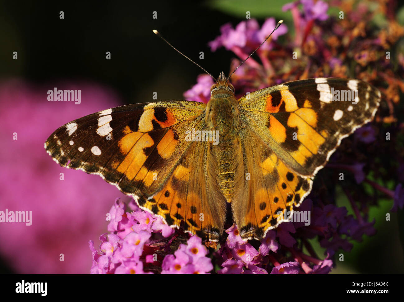 Jardin Jardin jardins de papillons papillon insecte aile summerly été printemps Banque D'Images