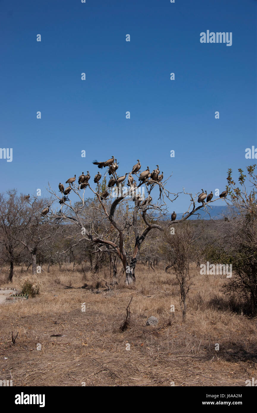 Oiseaux Oiseaux arbre parasite vautour carrion oiseaux oiseaux arbre veille vautour Banque D'Images