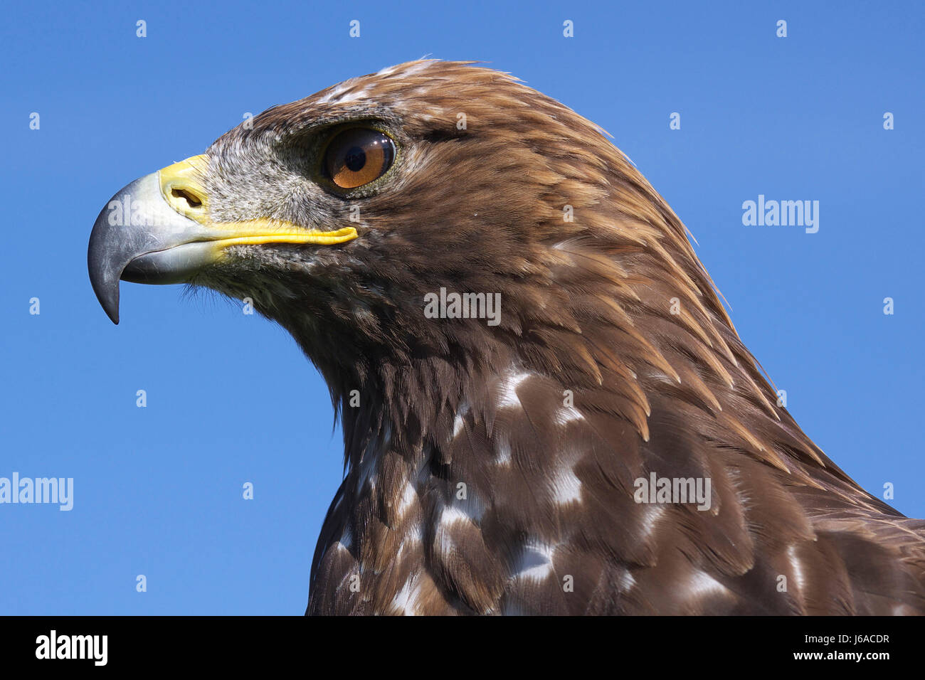 Portrait d'oiseaux plumes oiseaux oiseau prédateur vol rob eagle strong portrait Banque D'Images