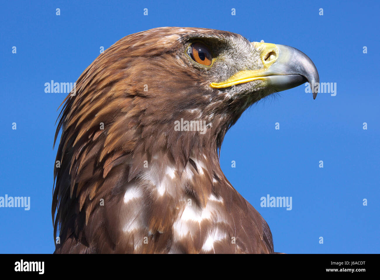Portrait d'oiseaux oiseaux oiseaux de proie raptor golden eagle eagle predator escamotables Banque D'Images