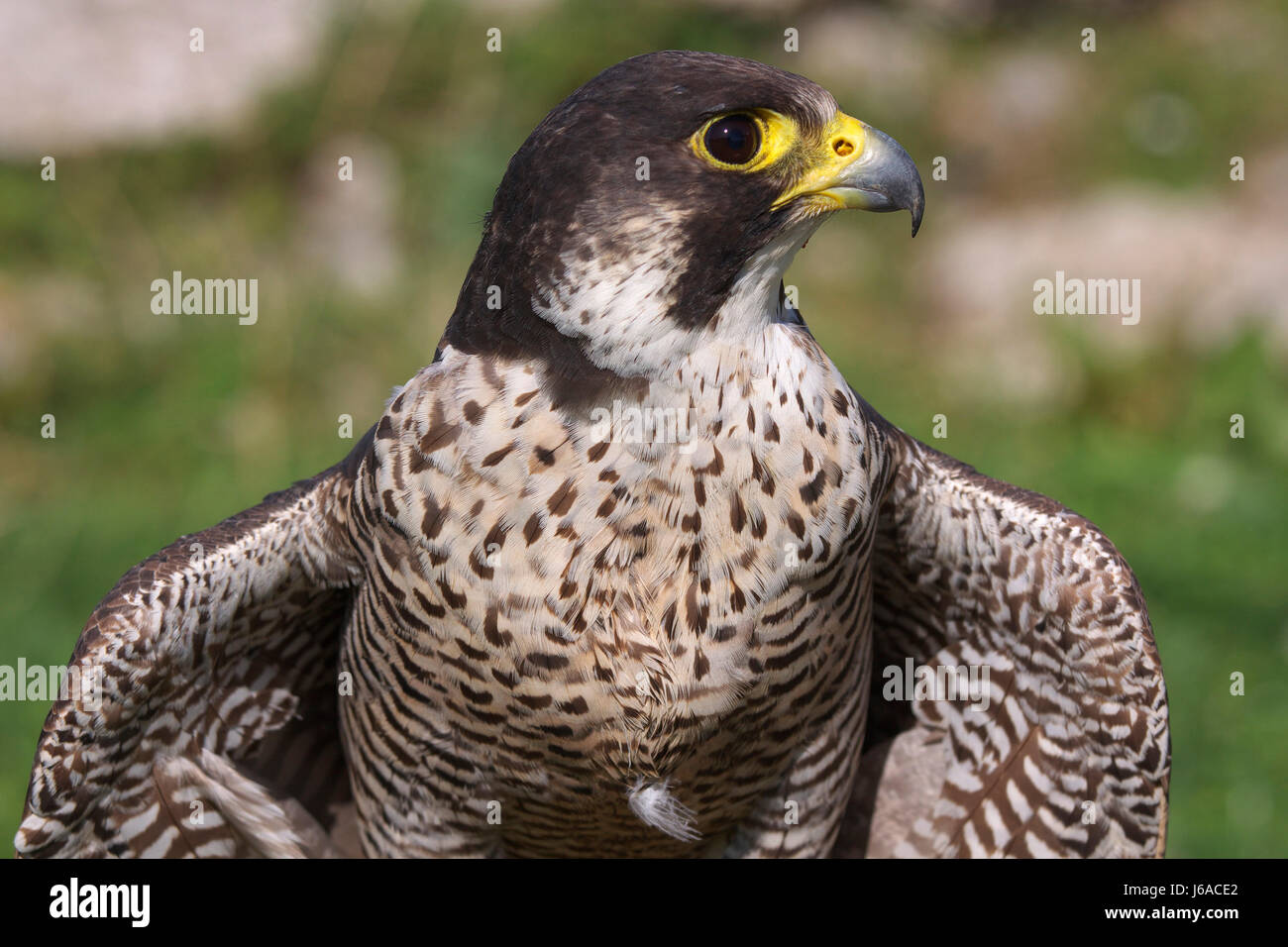 Portrait d'oiseaux rapaces falcon oiseaux oiseaux de proie macro escamotables macro close-up Banque D'Images
