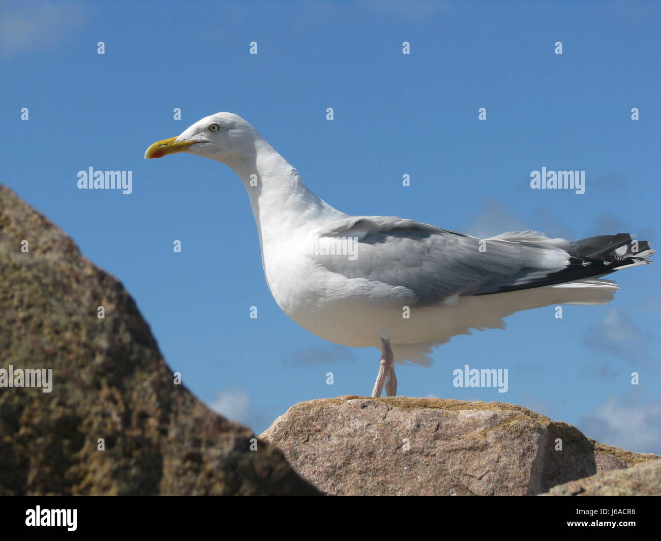 L'eau salée de la mer du nord de l'eau mer océan suède gull mouette oiseaux oiseau bec bec Banque D'Images