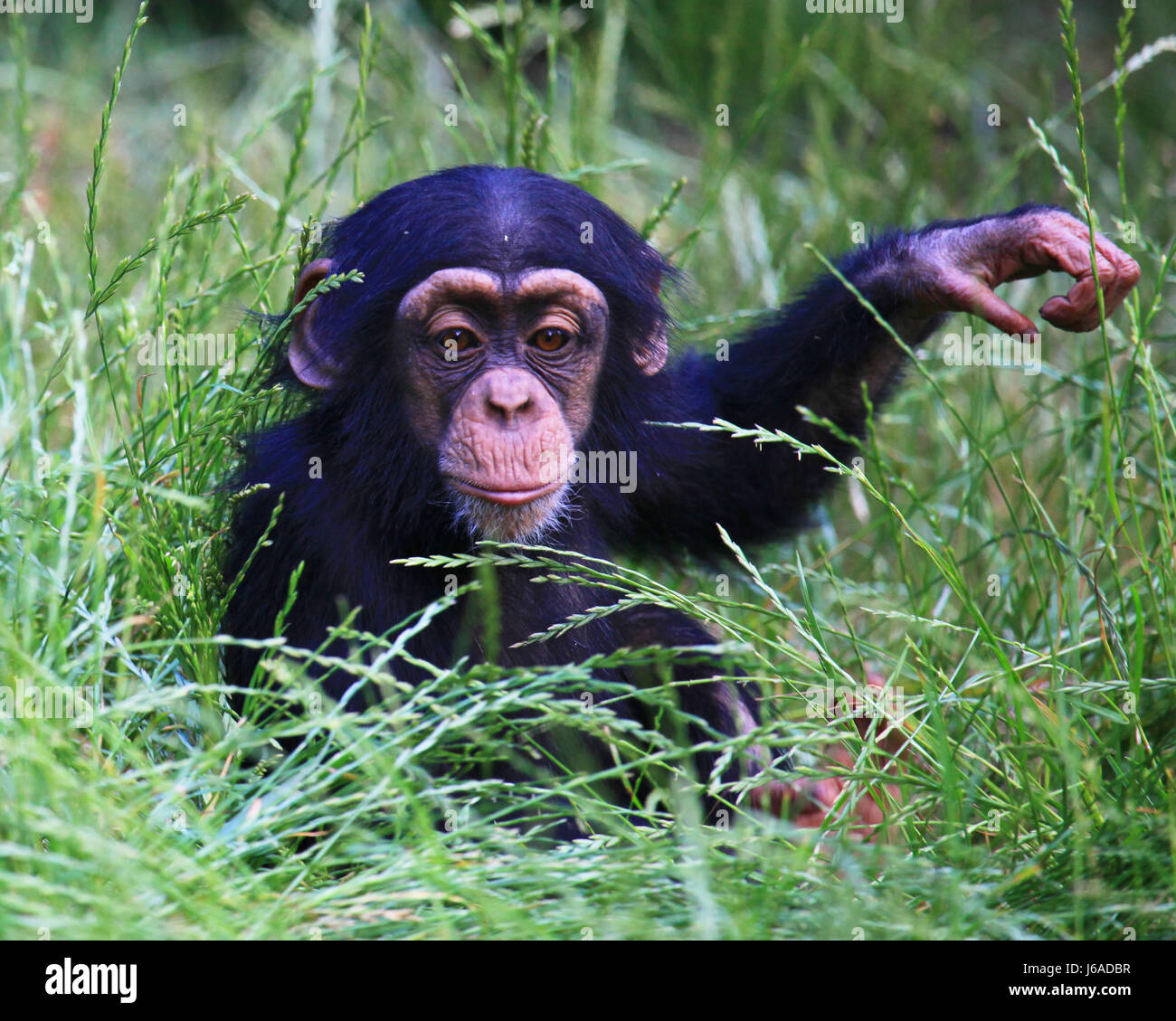 Tierkind schimpanse chimpanzé bébé niveau affe natur schimpanse tierkind bébé Banque D'Images