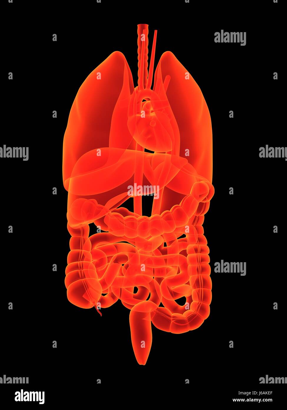 Santé Sciences de l'être humain d'organes anatomie ventre ventre corps médical Banque D'Images