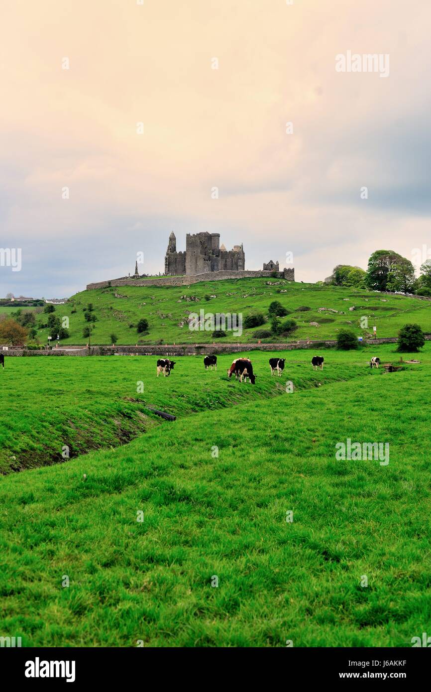 Le Rock of Cashel se lever au-dessus de la campagne irlandaise et de l'élevage dans la région de Cashel, comté de Tipperary, Irlande. Banque D'Images