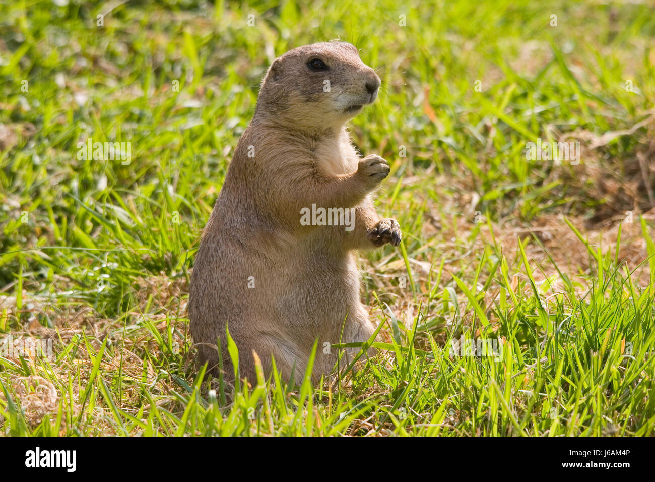 Garde de rongeurs à surveiller avertir la famille famille mammifère animal portrait animal Banque D'Images