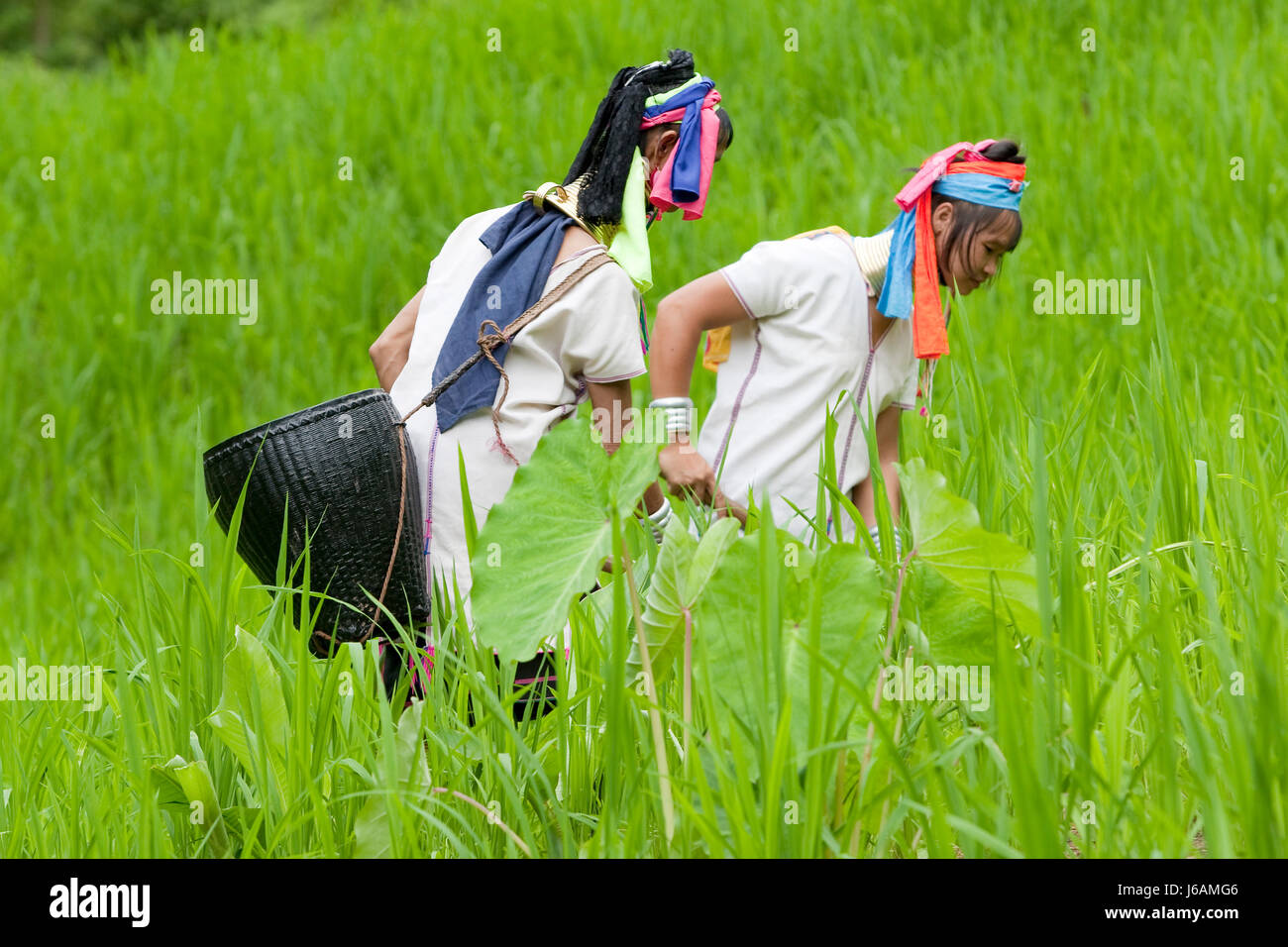 Long cou karen à champ de riz Banque D'Images