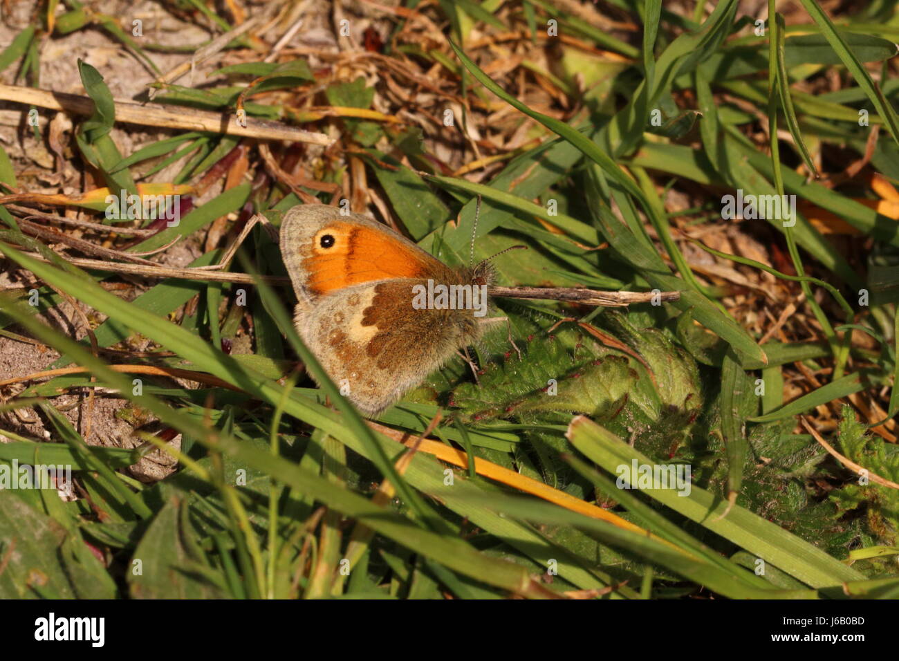 Papillon Small Heath Banque D'Images