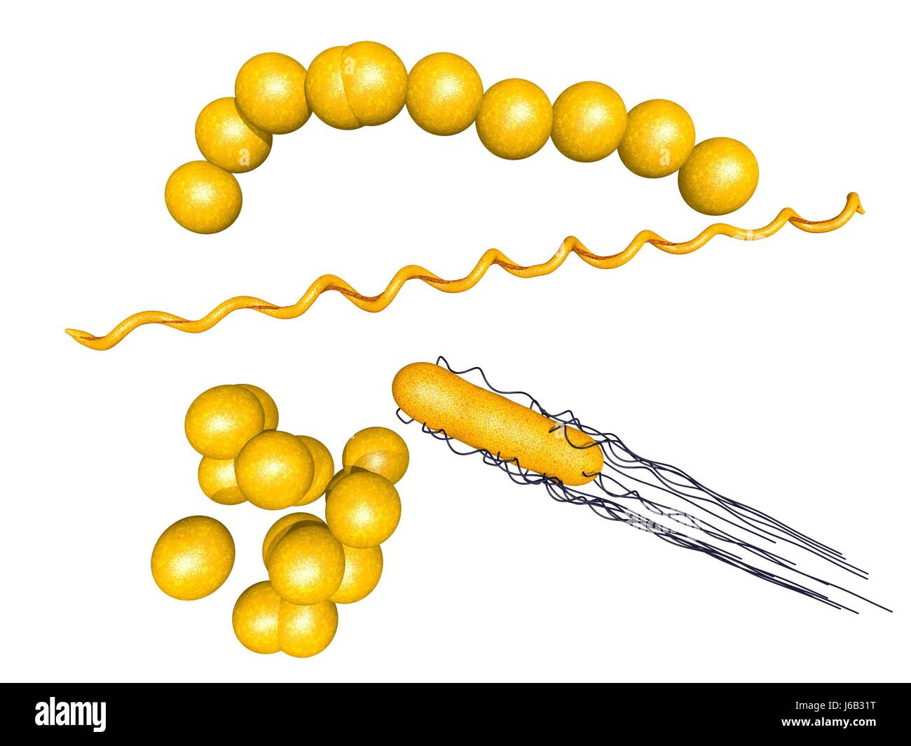 Agent Pathogene Agent pathogène Maladie Maladie Maladie Borrelia bactéries ...