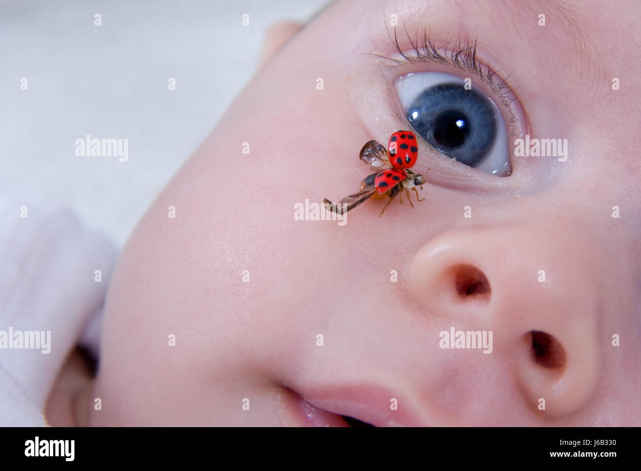 Organe De L œil Bleu Bouche Nez Bebe Coccinelle Rouge Belle Beauteously Nice Photo Stock Alamy