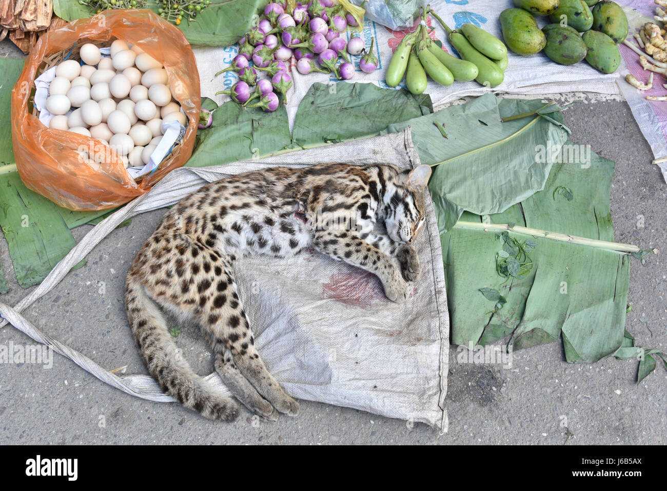 Tigre morts en Asie marché noir que le commerce des animaux sauvages avec de l'argent. Banque D'Images