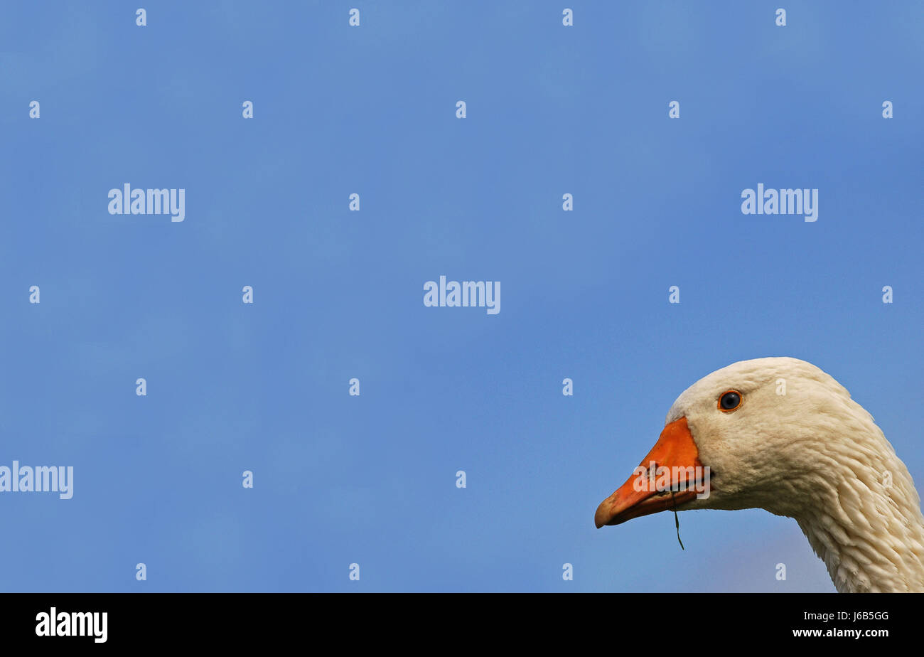 Ferme de cour Gander Goose oie rôtie geeser cour canard rôti eco green Banque D'Images