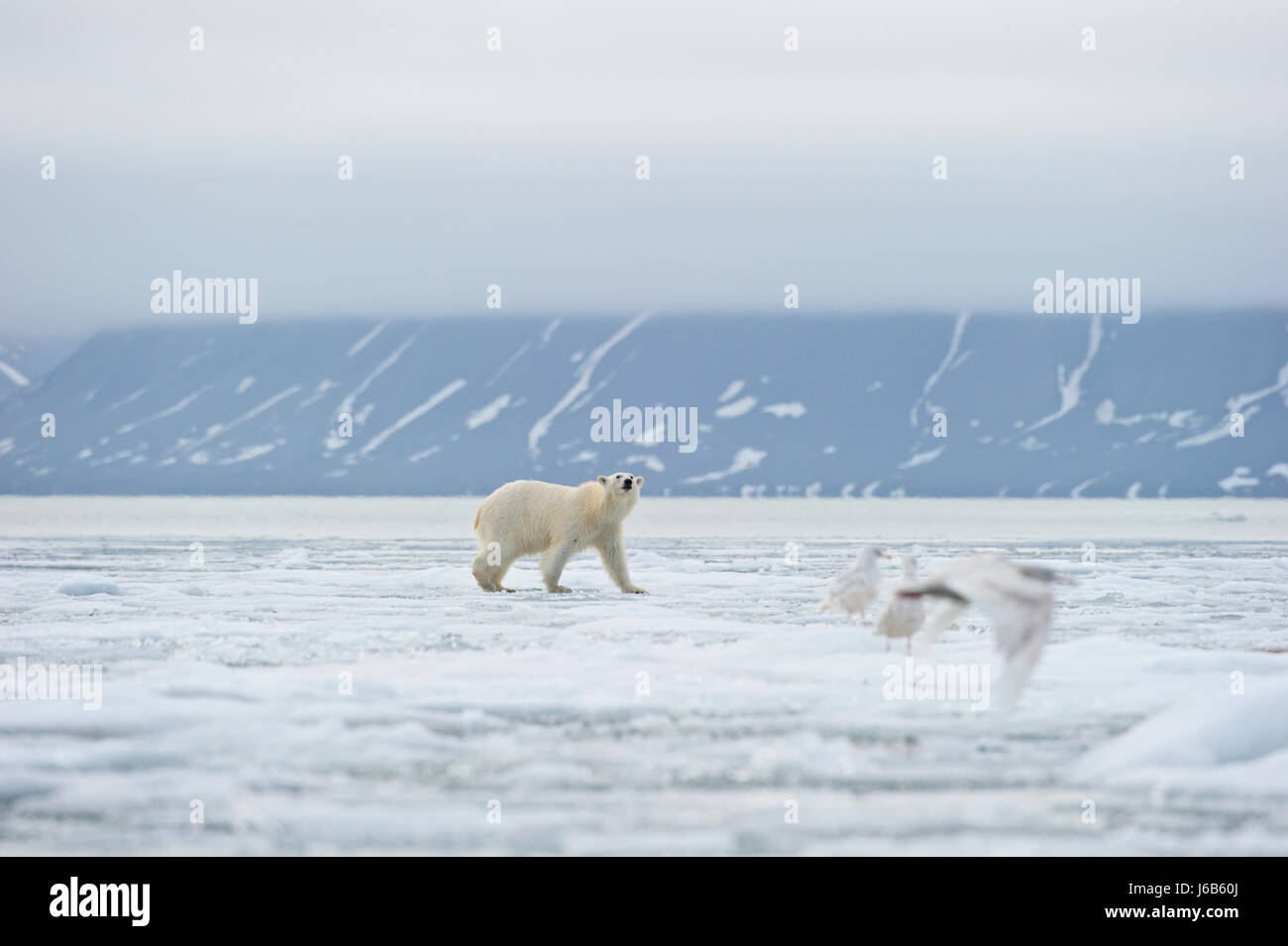 L'ours polaire (Ursus maritimus), Svalbard, Norvège Banque D'Images