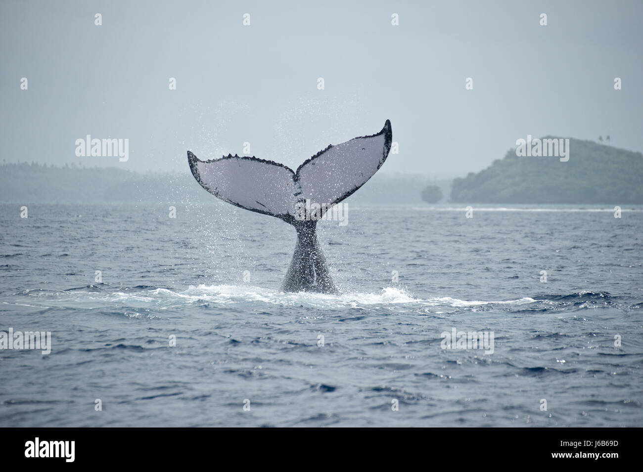 Baleine à bosse (Megaptera novaeangliae), l'Océan Pacifique Banque D'Images