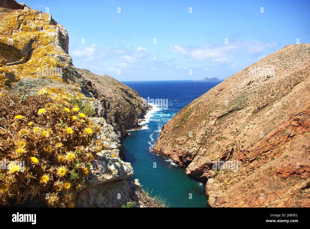 Fleur plante forte sauvage île falaise personne n'eau salée mer océan eau isle Banque D'Images