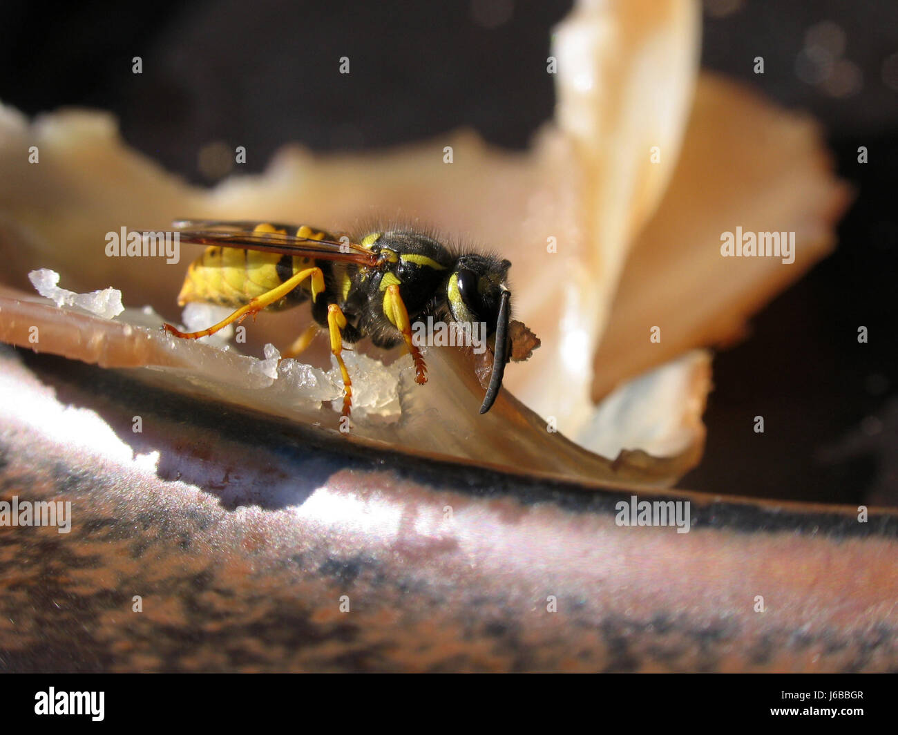 Animaux insectes Ciseaux Ciseaux wasp nature jambon voleur voleur bandit prédateur Banque D'Images