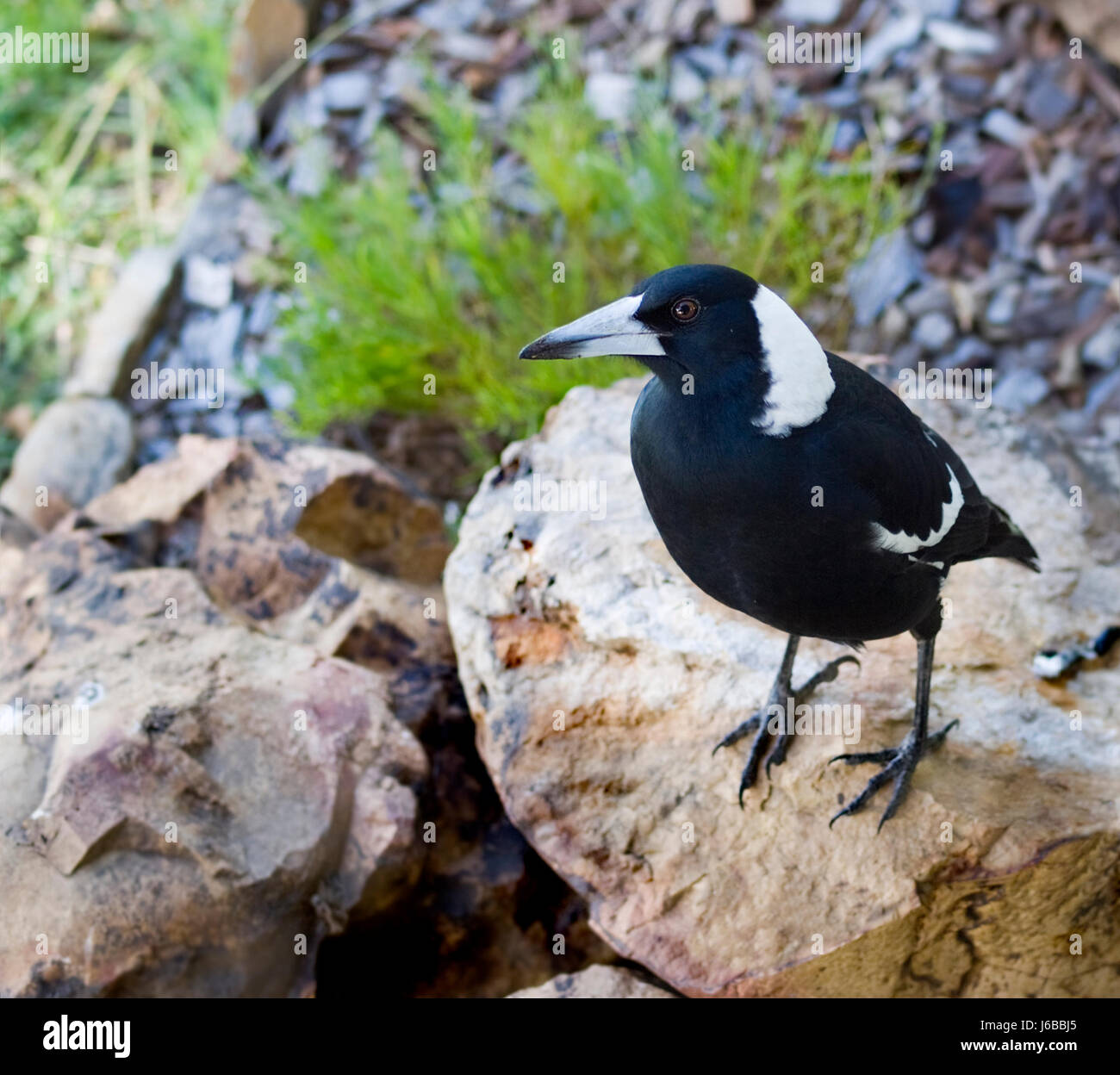 Oiseau noir de teint basané jetblack bec noir profond oeil magpie ...
