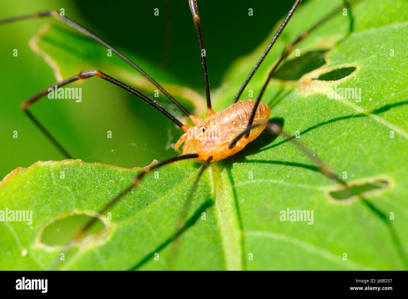 Grand - pholcus phalangioides pholcidae Banque D'Images