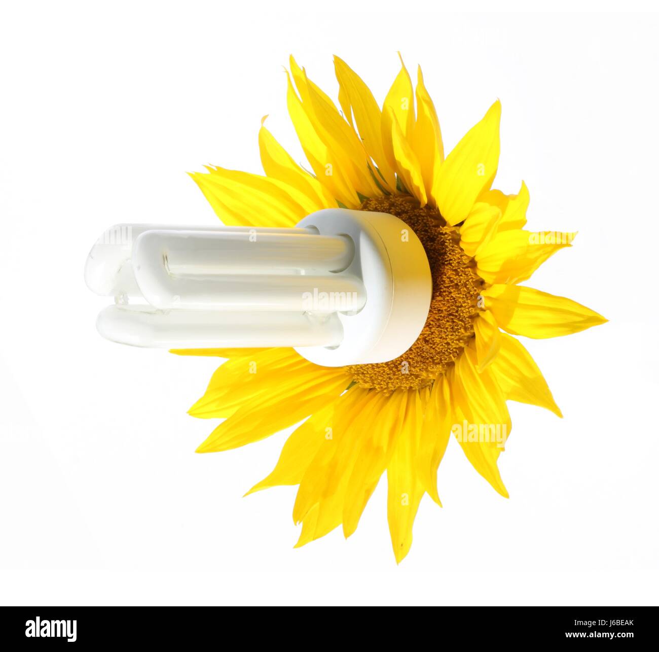 La puissance de l'énergie électrique de l'électricité de l'usine de tournesol fleur sauvegarder Banque D'Images