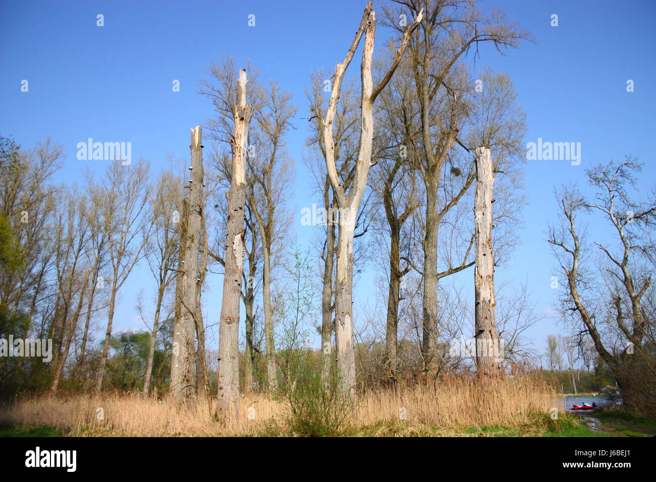 cercle de l’arbre Banque D'Images