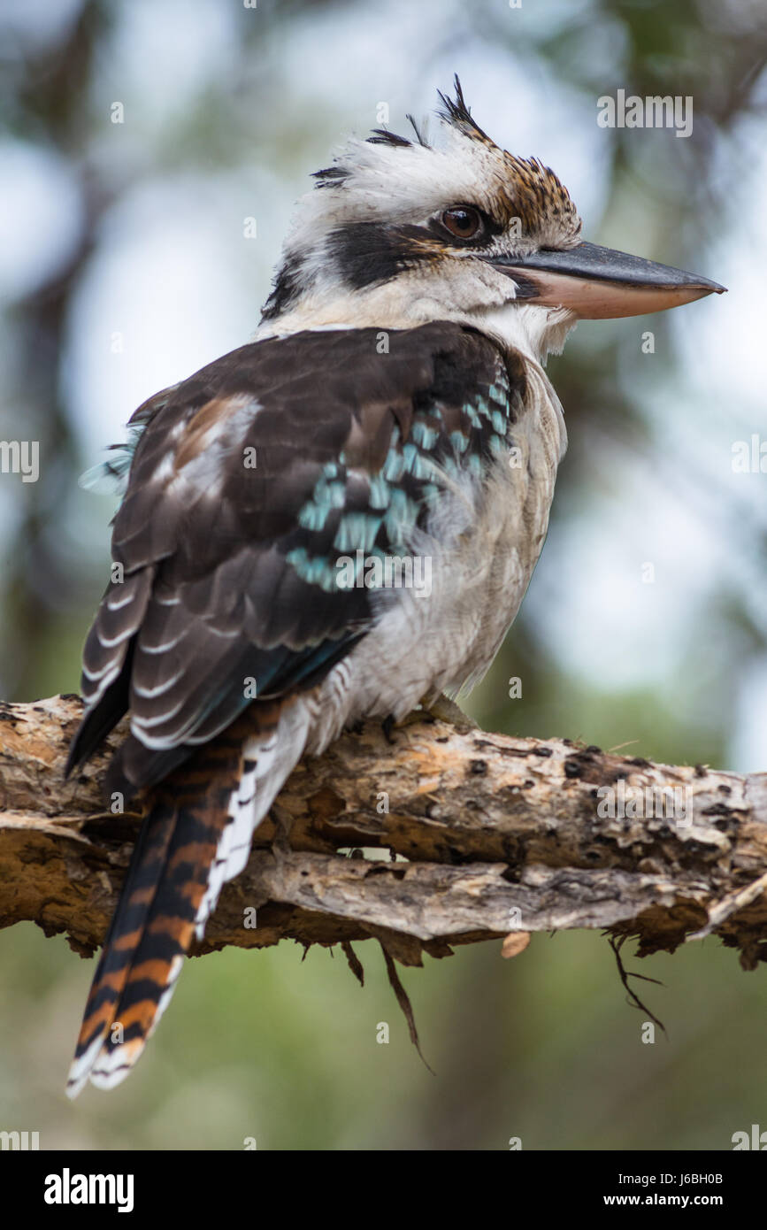 Blue-winged Kookaburra vu sur Fraser Island, Queensland, Australie. Banque D'Images