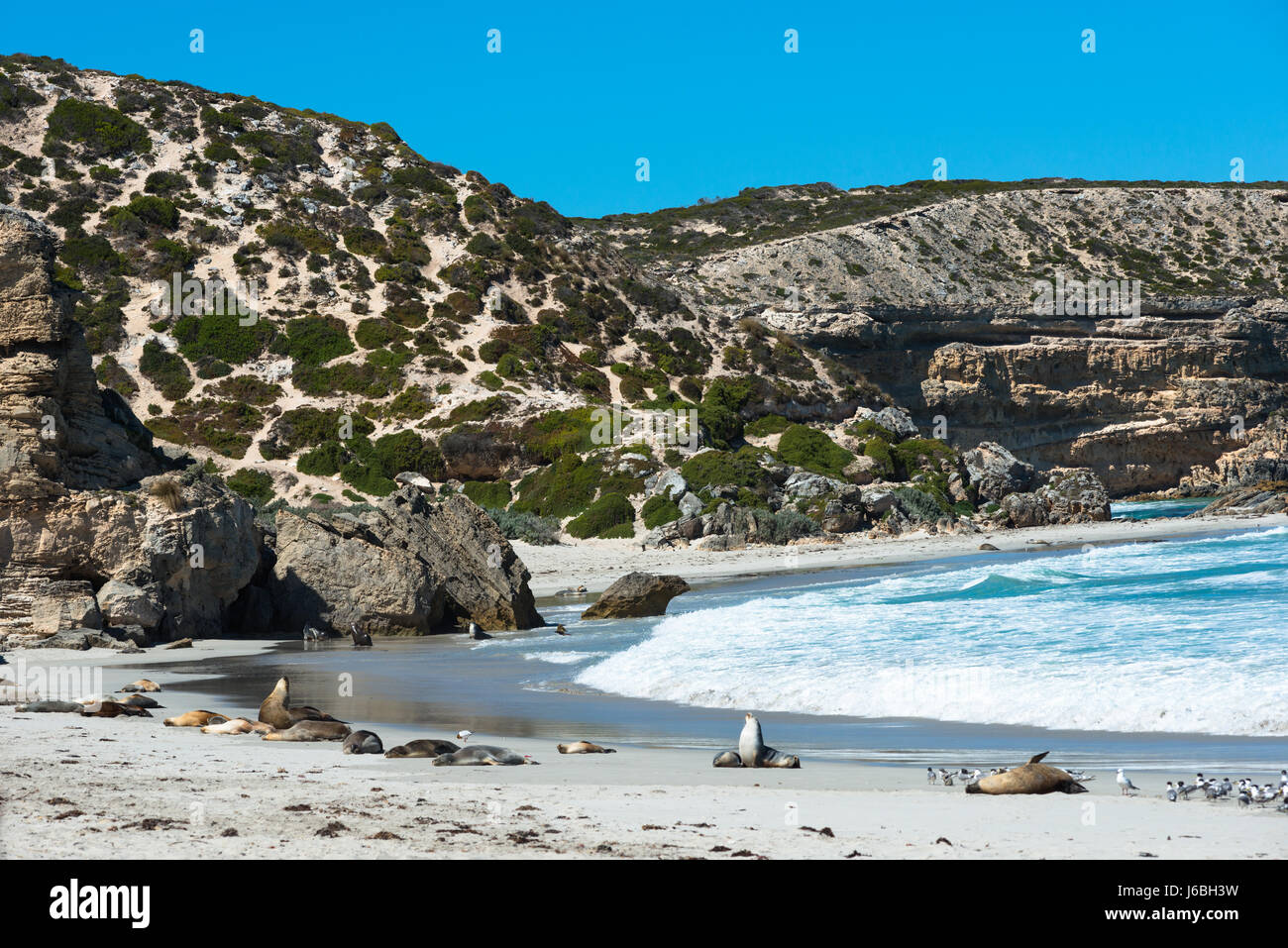 Seal Bay, Kangaroo Island, Australie du Sud, Australie. Banque D'Images