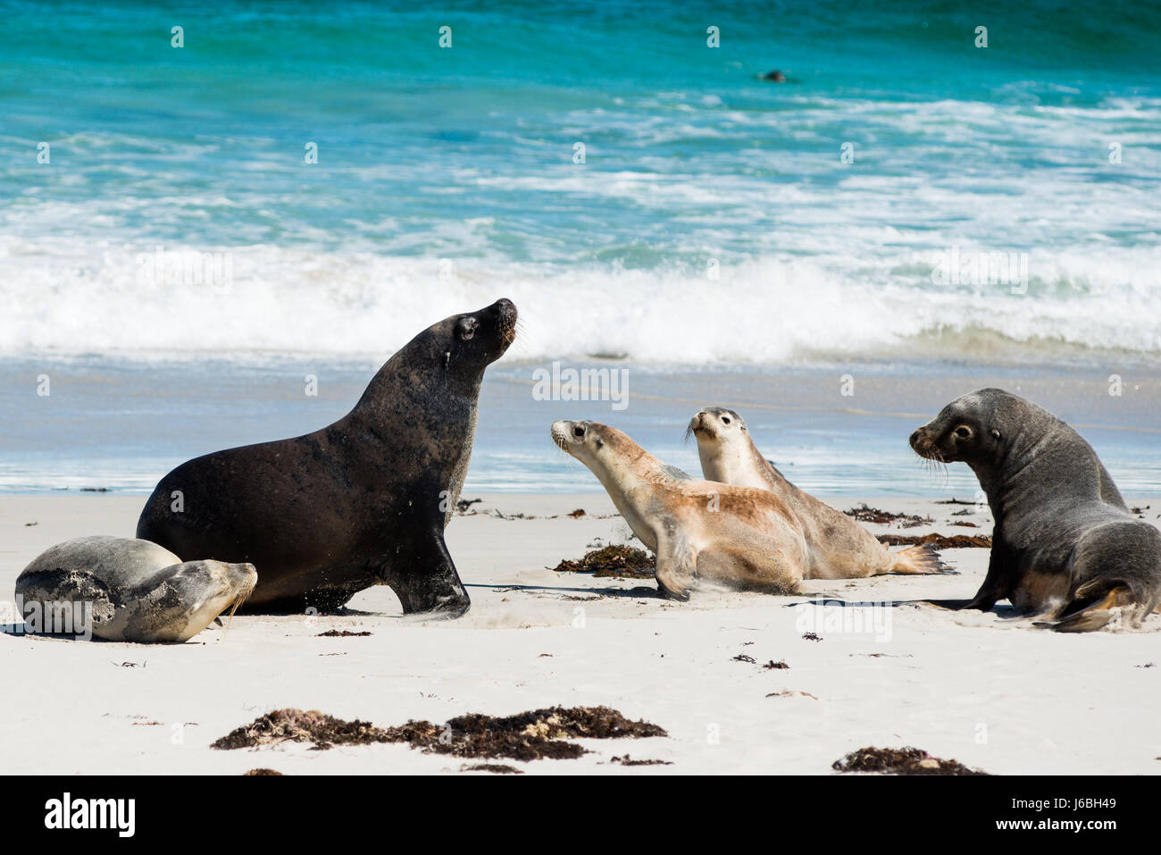 Seal Bay, Kangaroo Island, Australie du Sud, Australie. Banque D'Images
