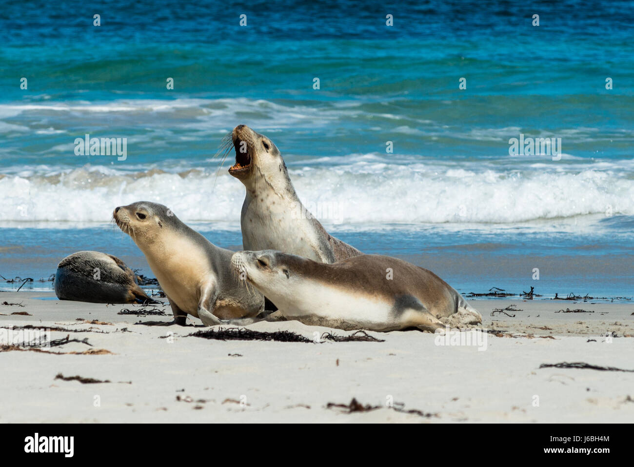 Seal Bay, Kangaroo Island, Australie du Sud, Australie. Banque D'Images