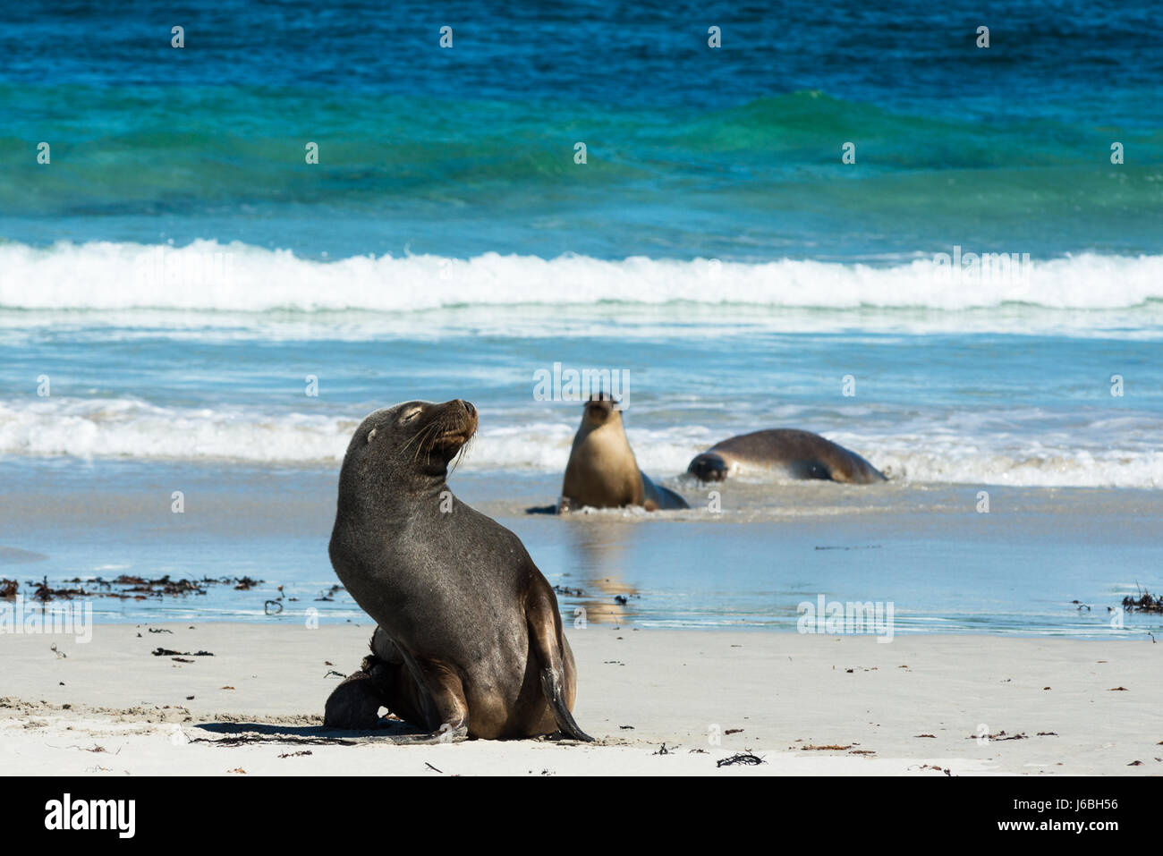 Seal Bay, Kangaroo Island, Australie du Sud, Australie. Banque D'Images