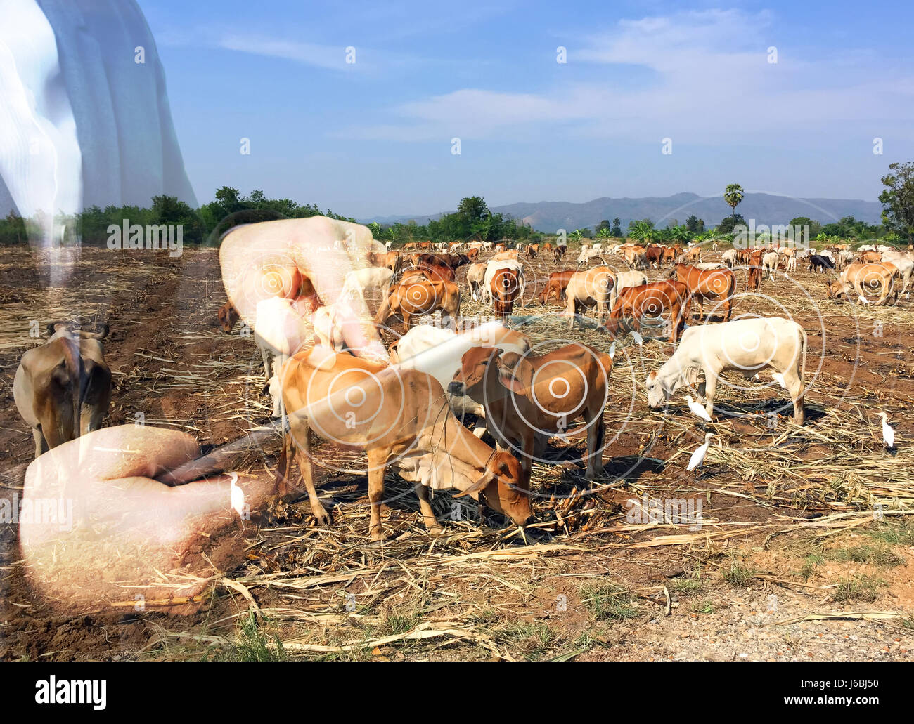 La surveillance du suivi des animaux en smartfarm et internet des objets concept. Double Exposure of Hand holding smart phone pour vérifier nombre de vaches à faible p Banque D'Images