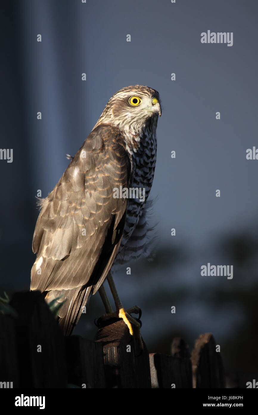 Chasseur d oiseaux rapaces oiseaux rapaces Epervier d oeil oeil