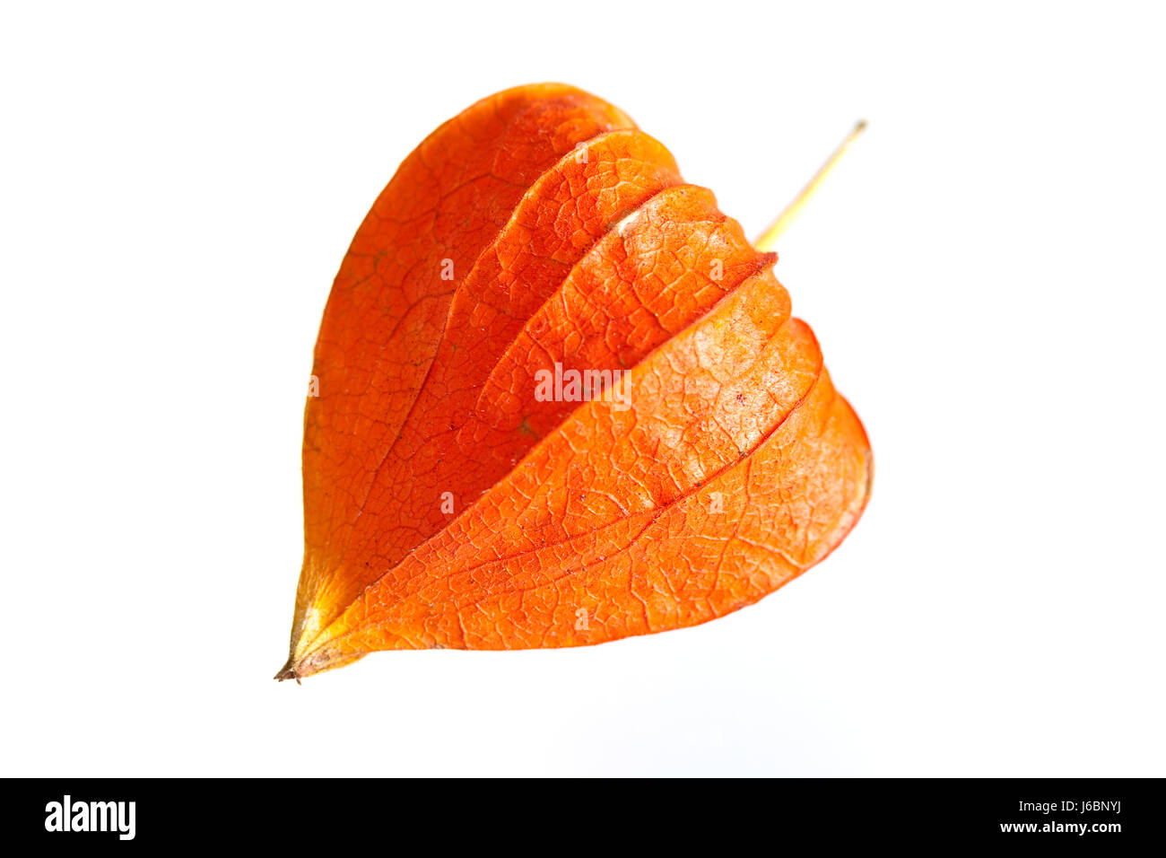 Physalis exemptés Banque D'Images