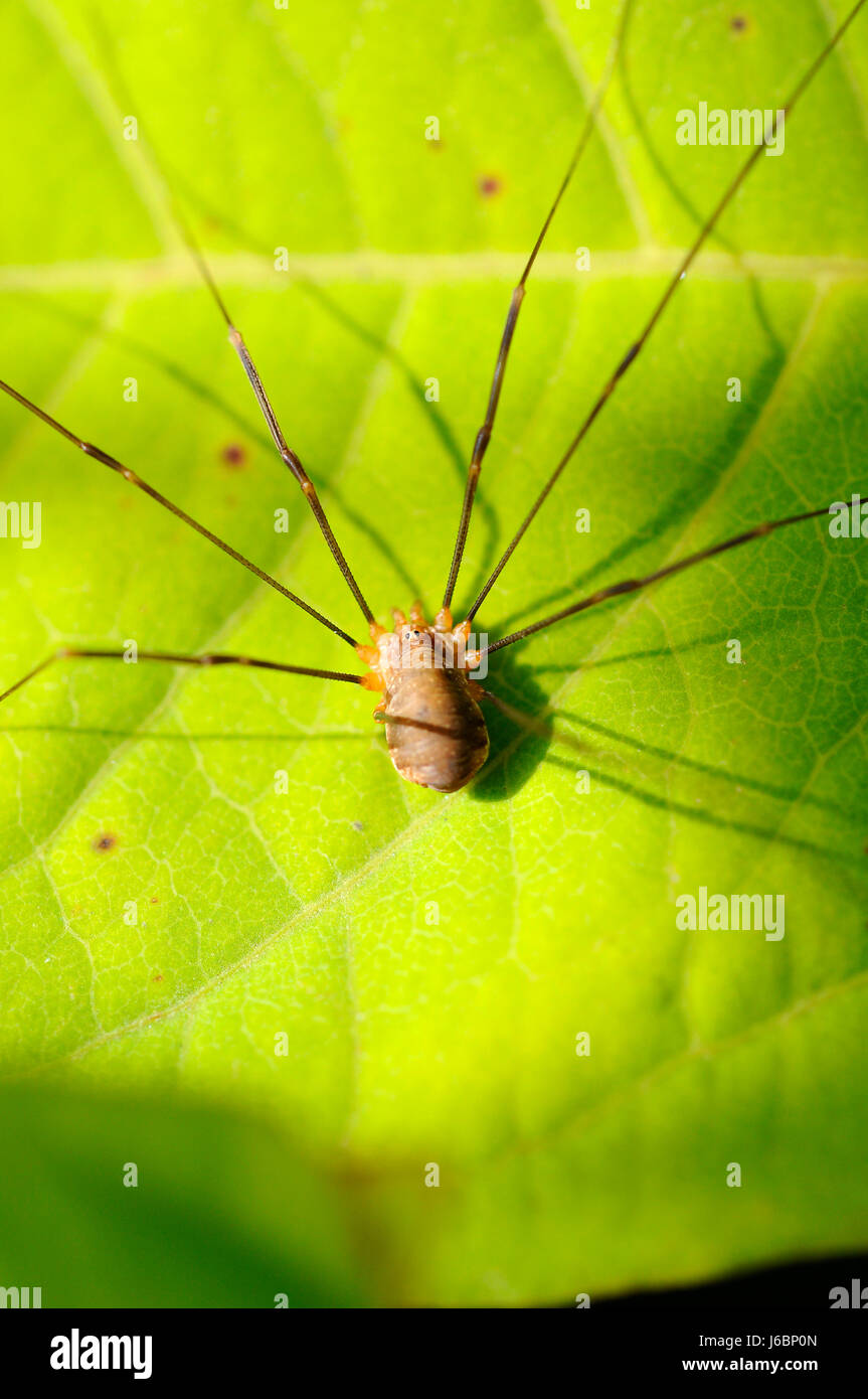 Yeux nature araignée feuille feuilles insectes animaux jambes yeux corps à motifs d'araignée Banque D'Images