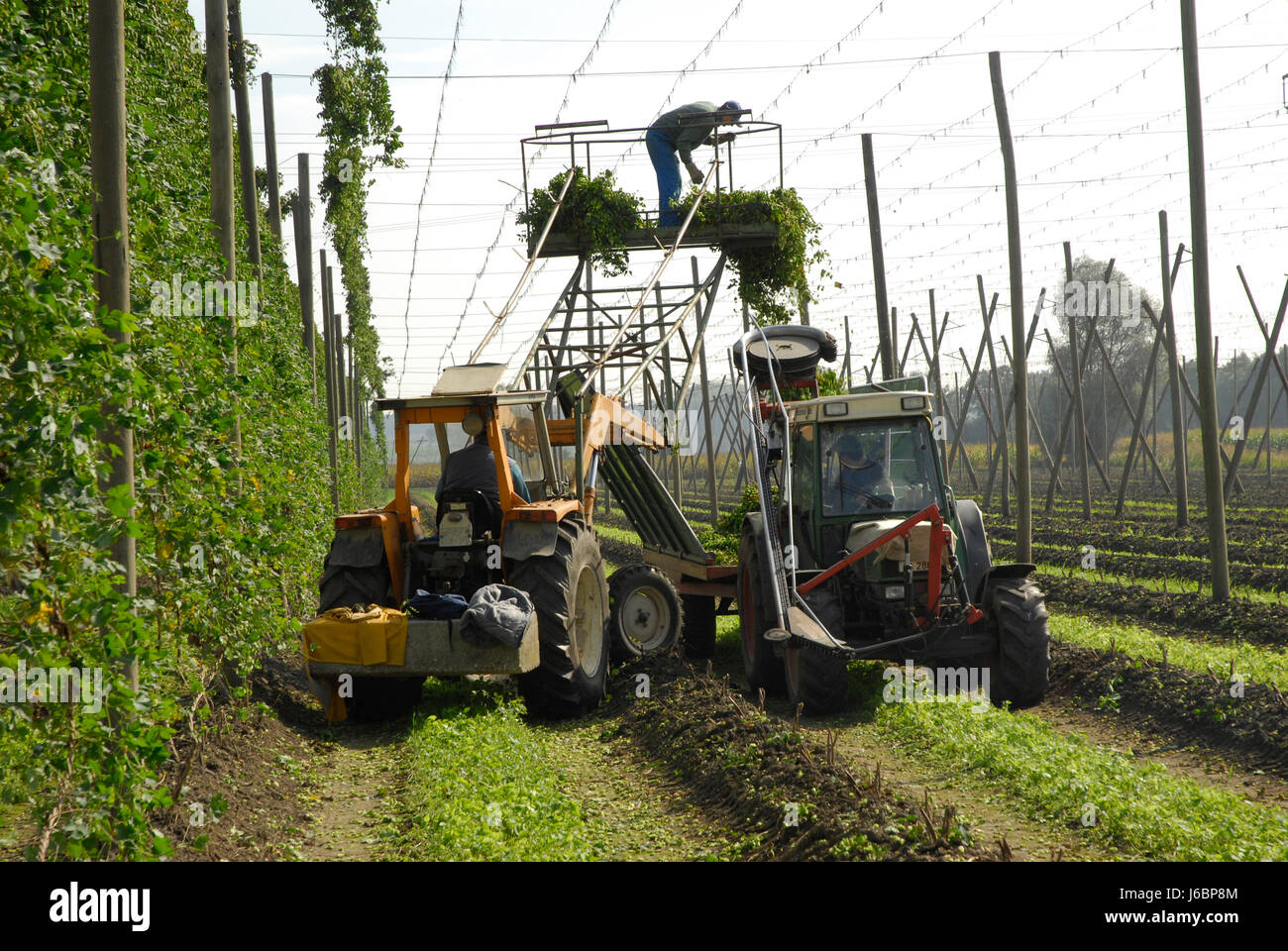 Agriculture agriculture agriculteur landlive hop homme hommes récolte Agriculture Agriculture Banque D'Images