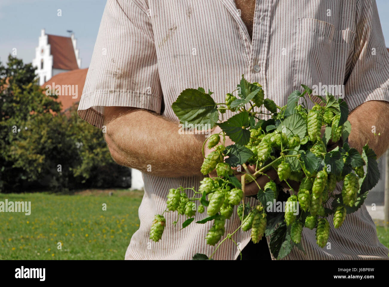 récolte du houblon Banque D'Images