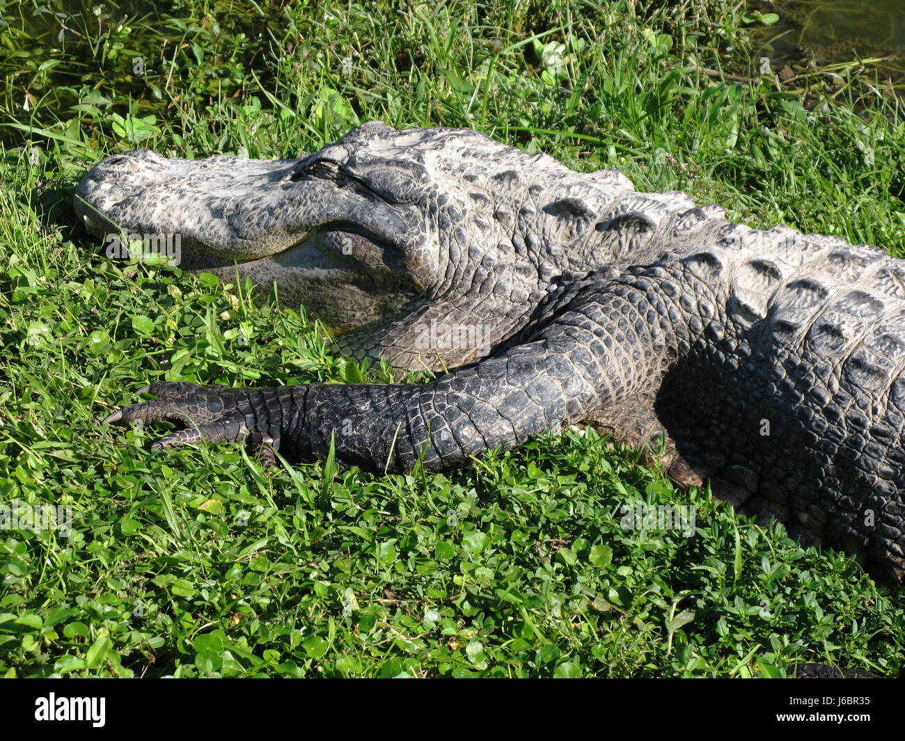 Bouche Reptiles Reptiles alligator crocodile armure masure masure crocodile bouche Banque D'Images