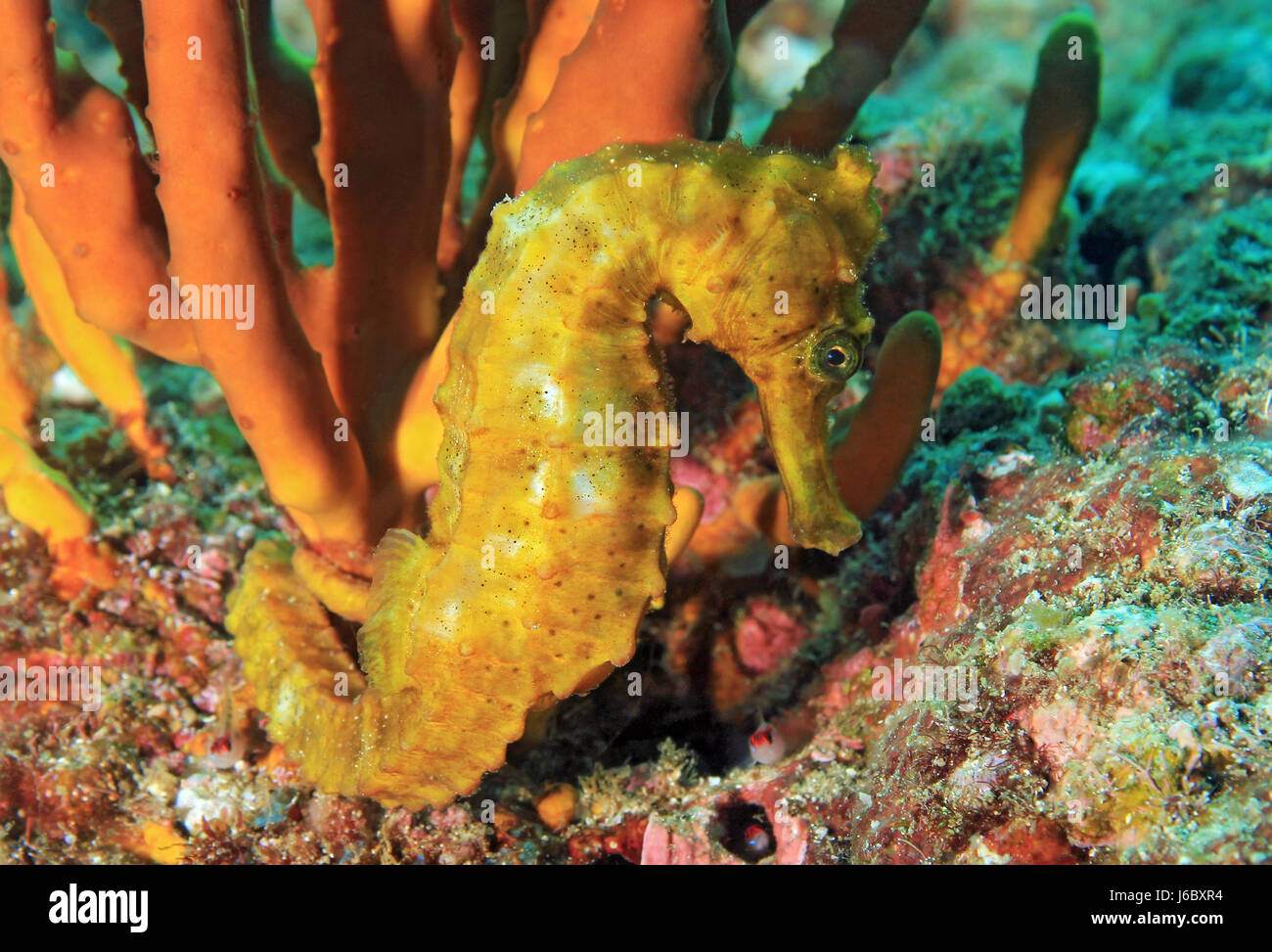 Pacifique jaune" (Hippocampus ingens). , Coiba Panama Banque D'Images