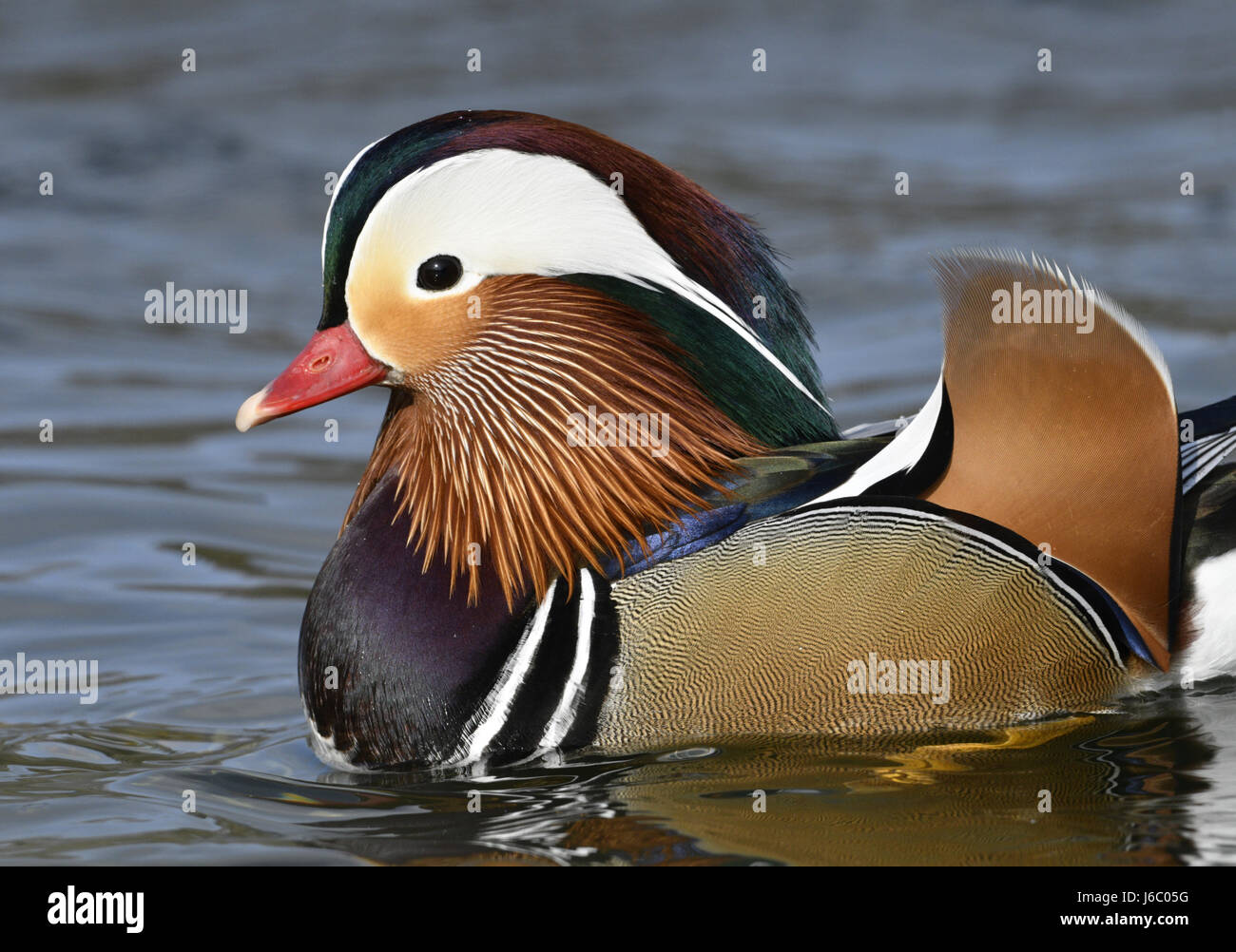 Canard mandarin - Aix galericulata - mâle Banque D'Images