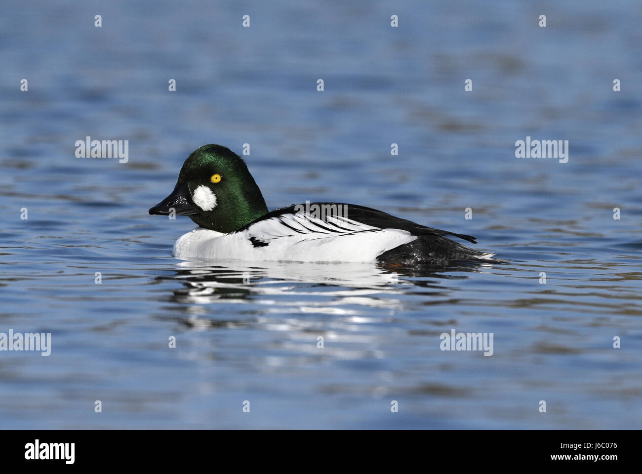 - Goldeneye Bucephala clangula - mâle Banque D'Images