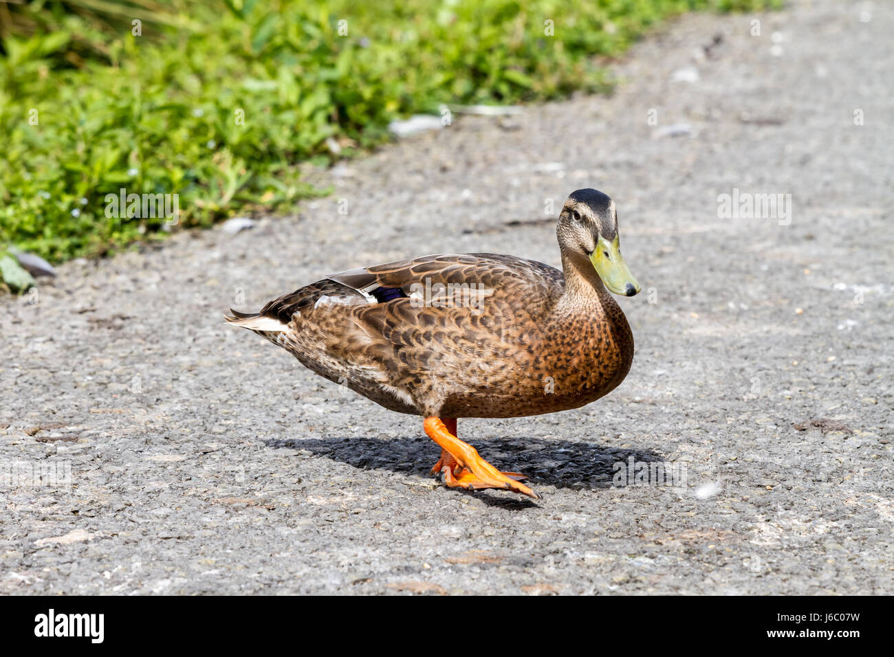 Sur le pavé de canard à la recherche de nourriture - Llanelli, Wales, Grande-Bretagne, Royaume-Uni, Europe Banque D'Images